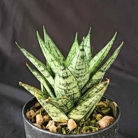 Sansevieria MARGARITA