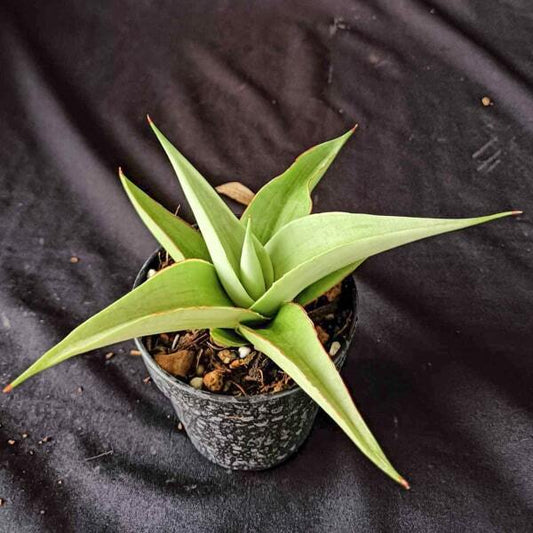 Sansevieria MILANO