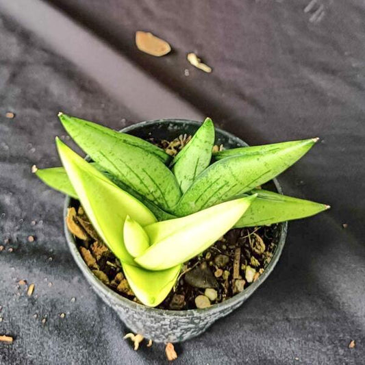 Sansevieria MINI GOLD