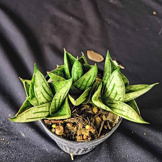 Sansevieria MINI ROSE