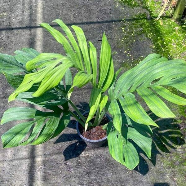 Monstera PINNATIPARTITA (SIAM)