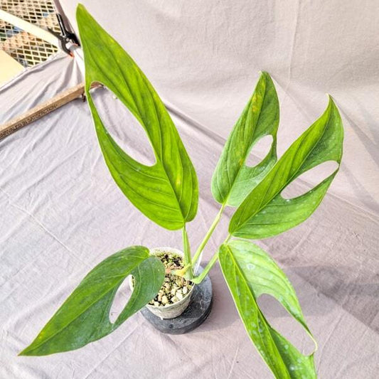 Monstera XANTHOSPATHA