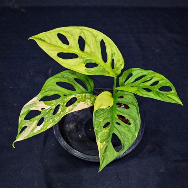 Monstera ADANSONII AUREA GIANT