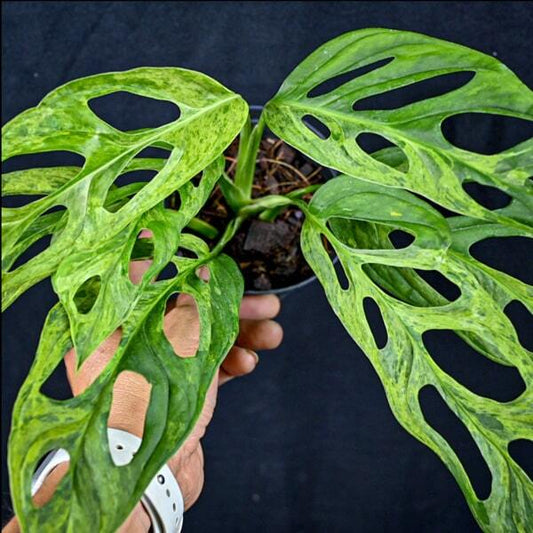 Monstera ADANSONII INDONESIA VAR