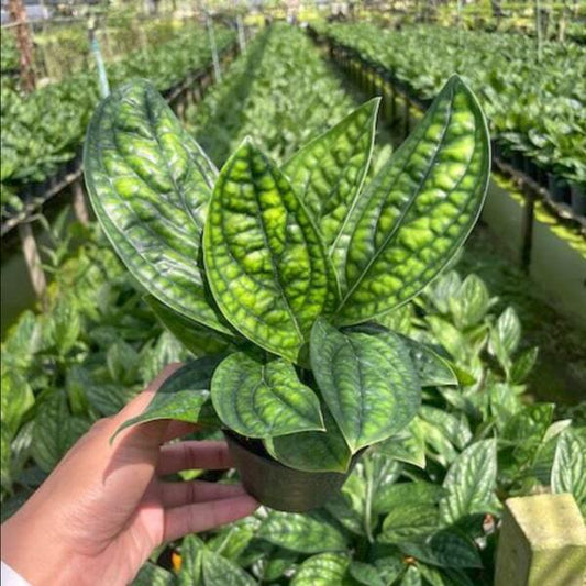 Monstera KARSTENIANUM