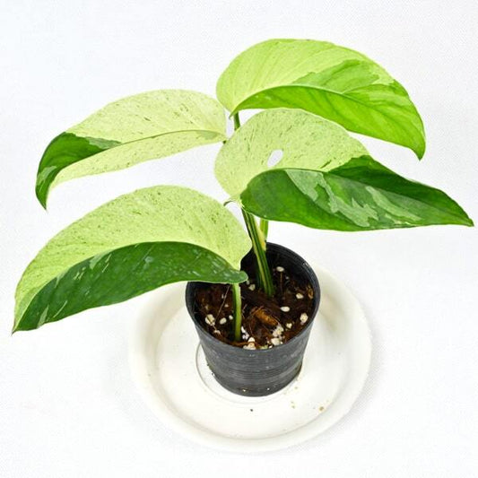 Monstera LANIATA VAR