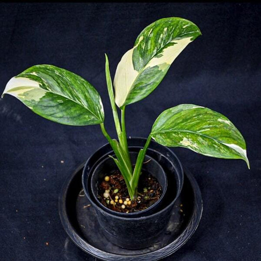 Monstera LECHLERIANA