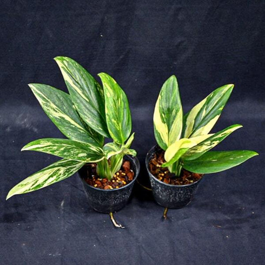 Monstera STANDLEYANA YELLOW VAR