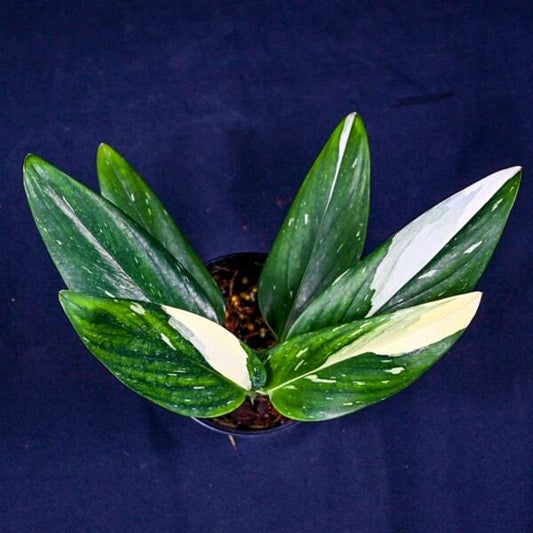 Monstera STANDLEYANA WHITE VAR