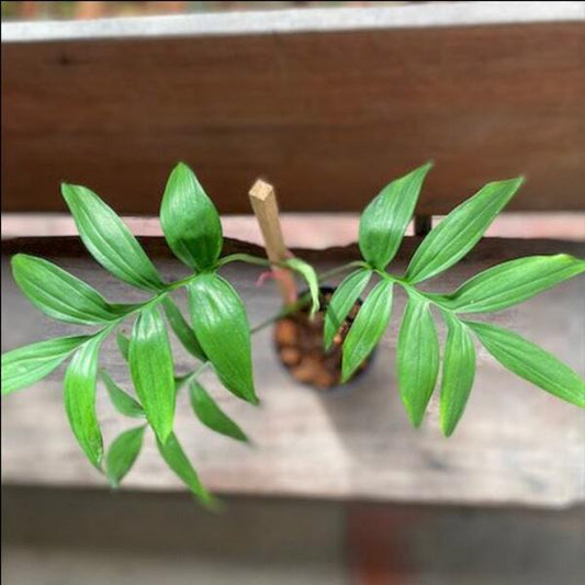 Monstera SUBPINNATA