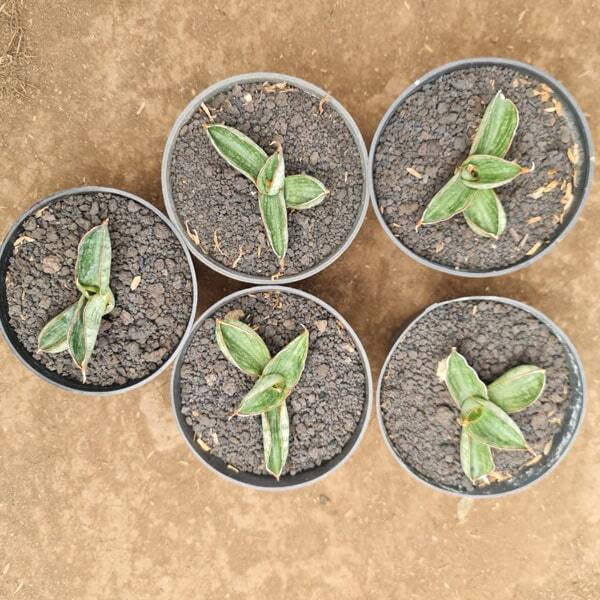 Sansevieria MACHO SMALL