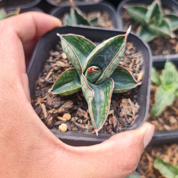 Sansevieria MACHO