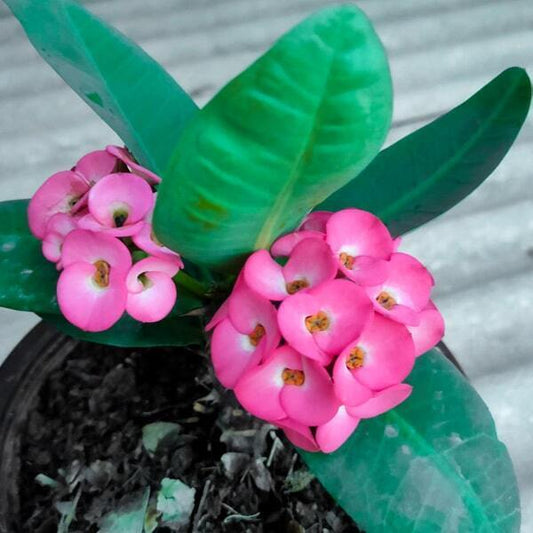 Euphorbia Milii MAE SALONG