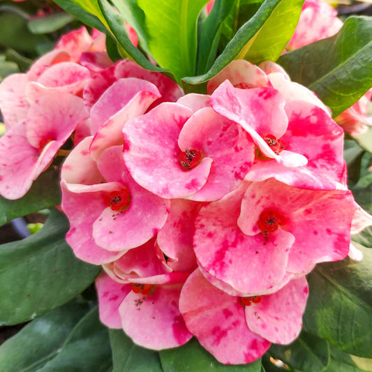 Euphorbia Milii MAE FAHLUANG