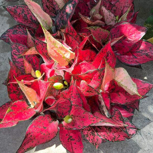 Aglaonema MAGENTA