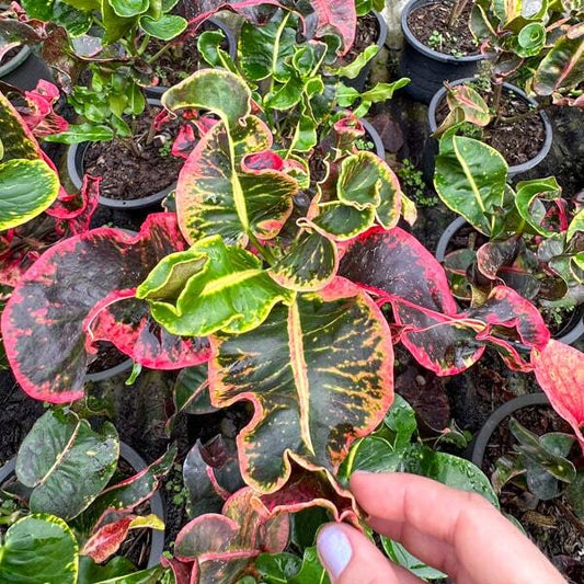Croton MAHA AMNAT