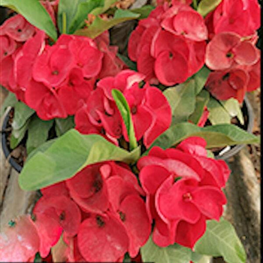 Euphorbia Milii MAHA CHAI