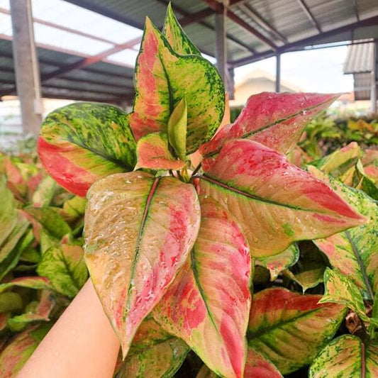 Aglaonema MAHA HENG