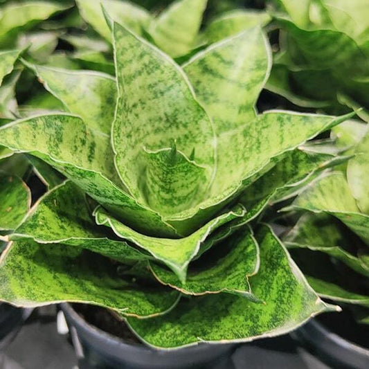 Sansevieria MAHA NAKHON