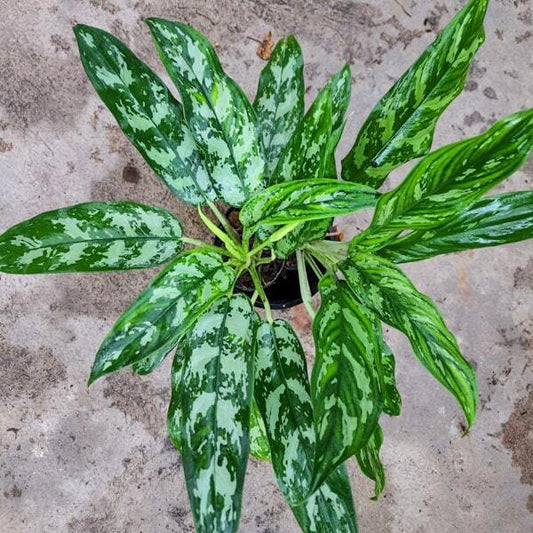 Aglaonema MAHA SEDTHEE (Maria)