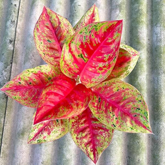 Aglaonema MAHA SEDTHEE