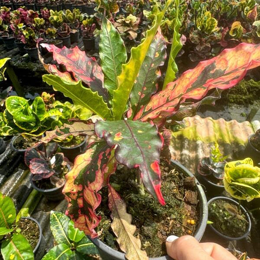 Croton MAHARAT