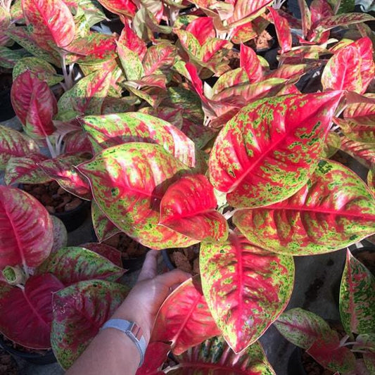 Aglaonema MAHA SEDTHEE