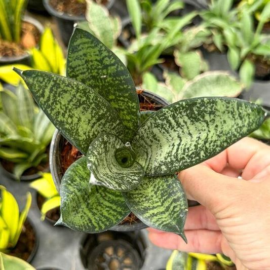 Sansevieria MALACHITE