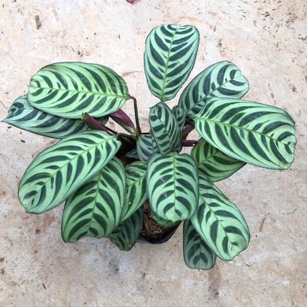 Ctenanthe BURLE-MARXII