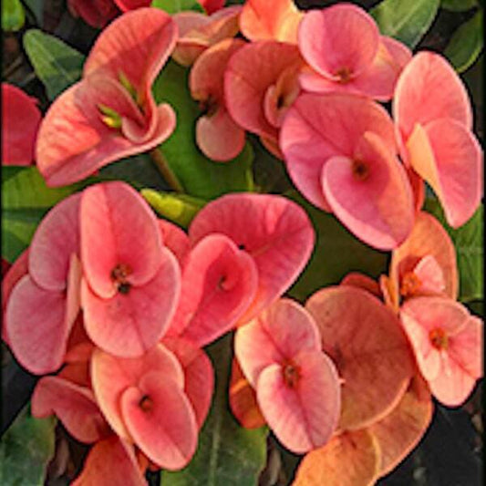 Euphorbia Milii MALAI MONGKOL