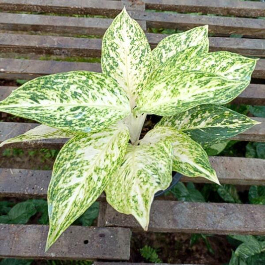 Aglaonema MALAI NGERN