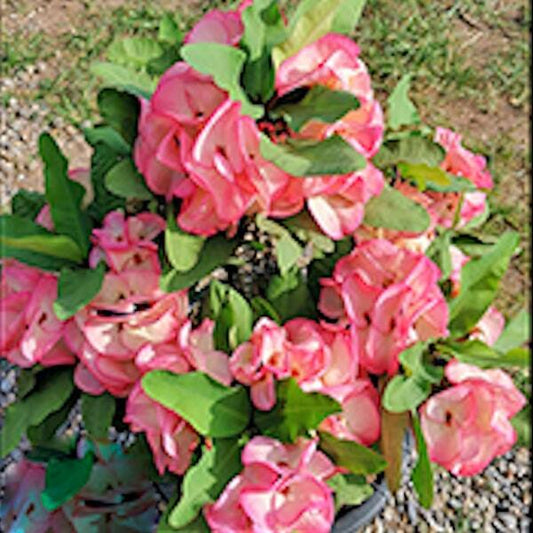 Euphorbia Milii MALAI RAK