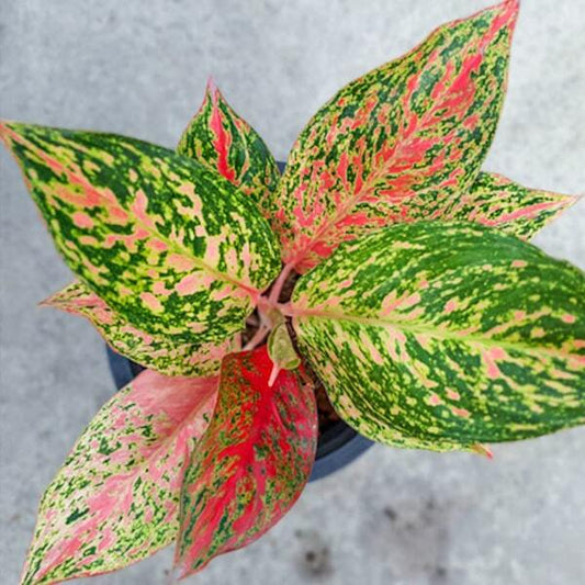 Aglaonema MALAI THONG