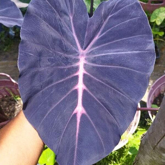 Colocasia MAMUANG