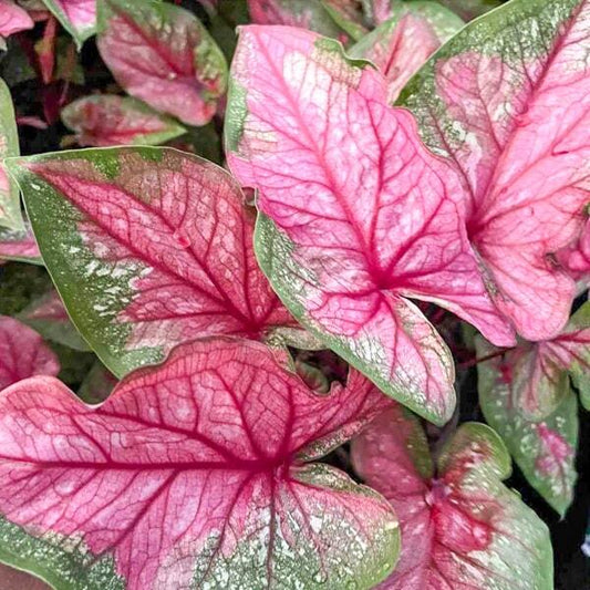 Caladium MAHA CHAI
