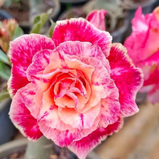 Adenium obesum MANDARIN DUCK