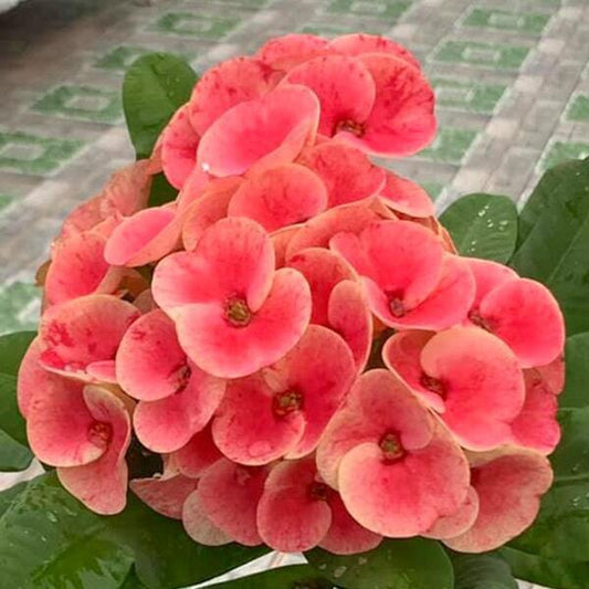 Euphorbia Milii MANEE JETSANG