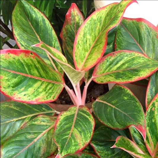 Aglaonema MANEE LOM PHET