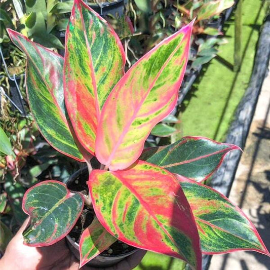 Aglaonema MANEE LOM PHET