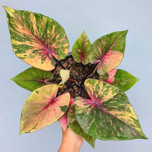 Caladium MANEE LOM PHET VV ORANGE