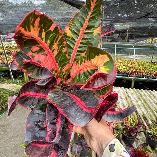 Croton MANEE NAKKHARAT
