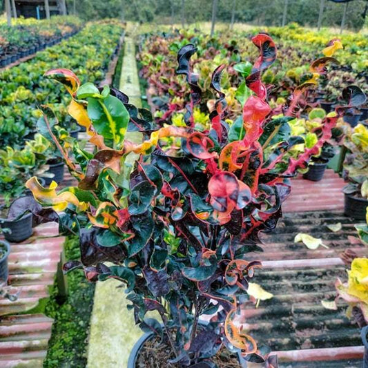 Croton MANEE NOPPARAT