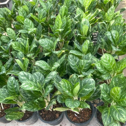 Aglaonema MANEE RATTANA