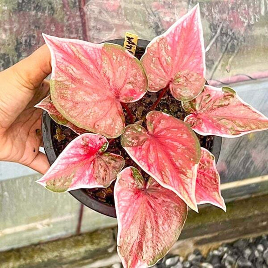 Caladium MANEE WATSANA