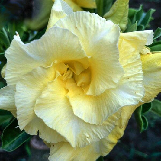 Adenium obesum MANEEKAN YELLOW
