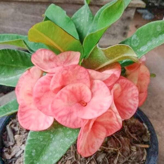 Euphorbia Milii MANG MEE CHOK