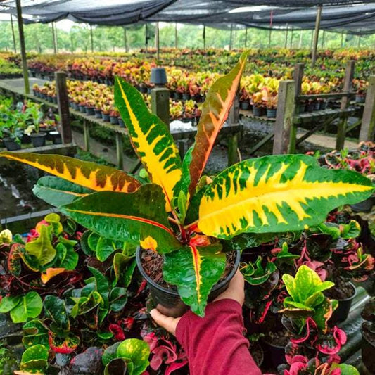 Croton MANGKORN FAI