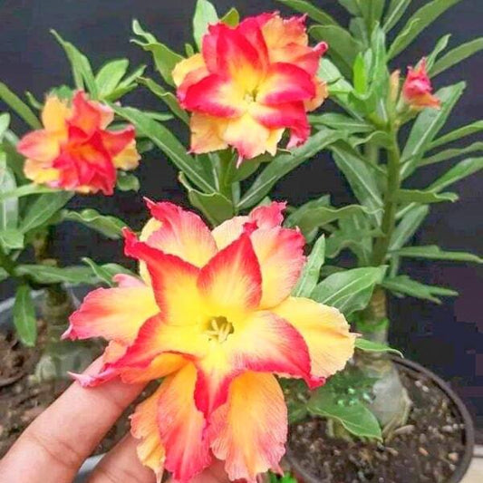 Adenium obesum MAPLE
