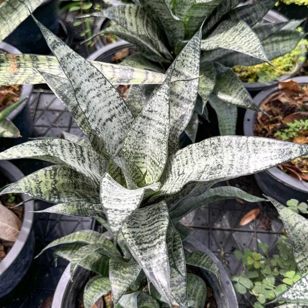 Sansevieria MARGA