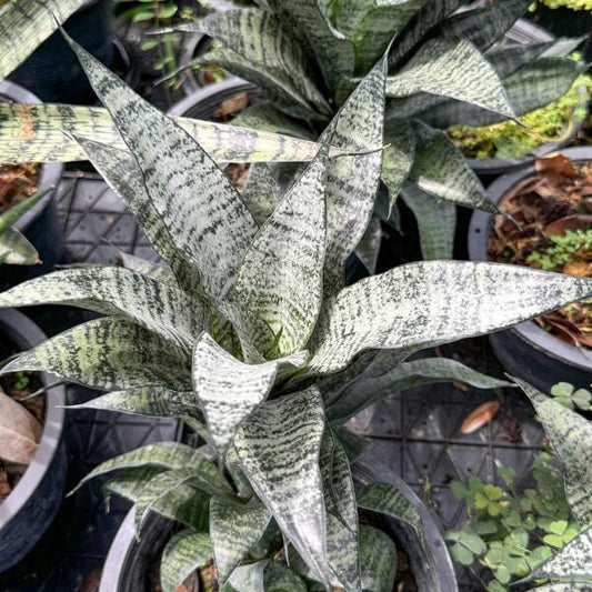 Sansevieria MARGA